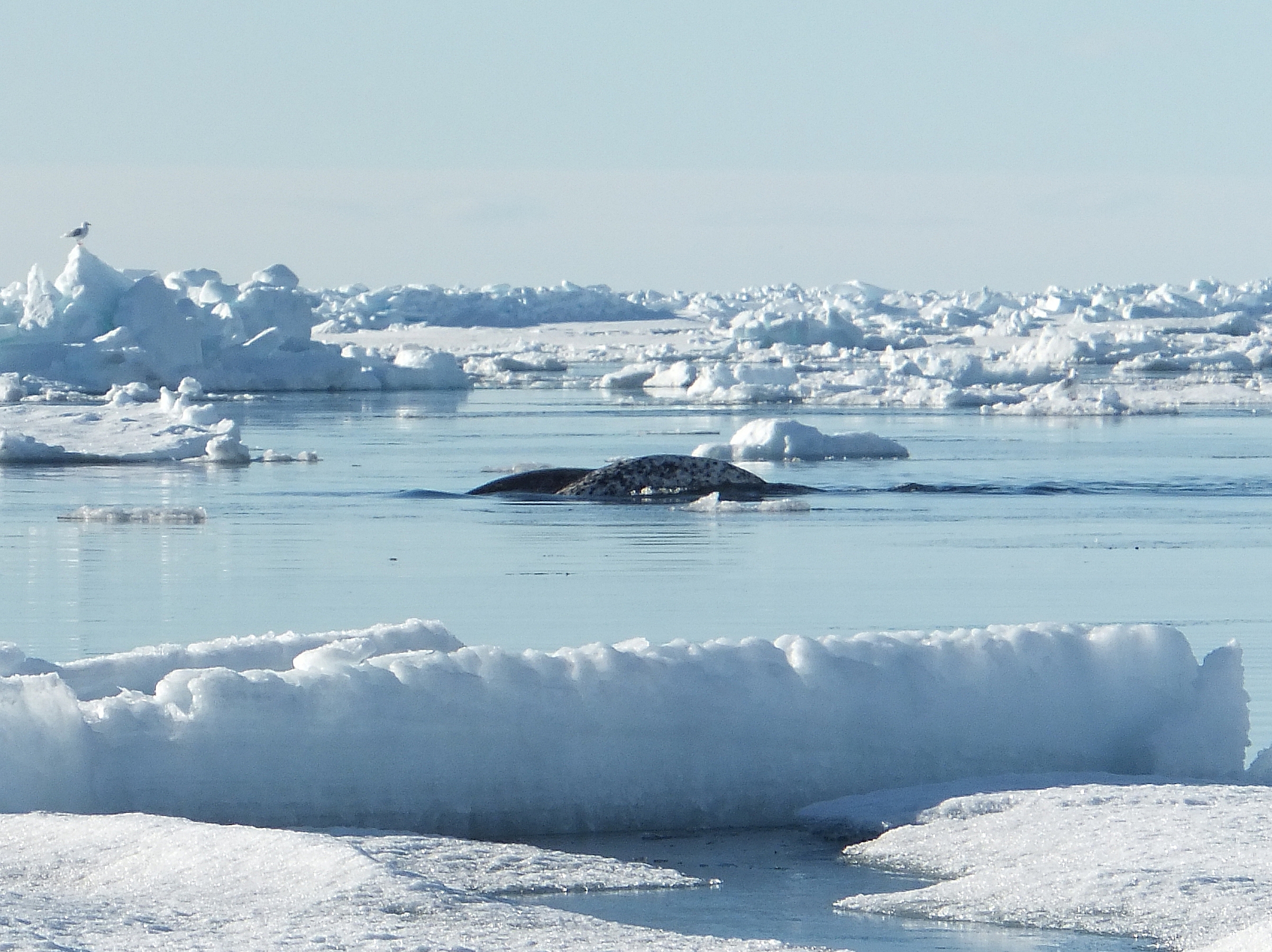 A narwhal surfacing in a gap between land-fast ice and pack ice off Baffin Island, Canada