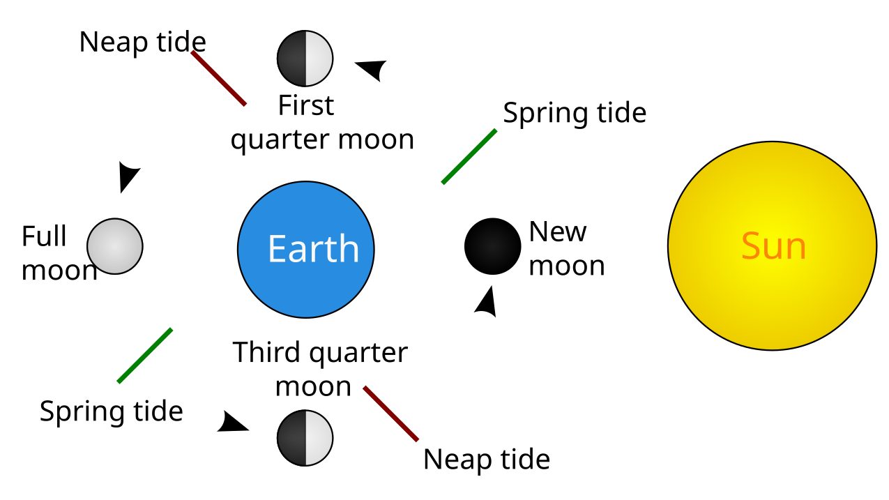 Diagram of the Earth, Moon, and Sun showing how spring tides line up with the new and full moon and neap tides line up with the first and third quarter moon