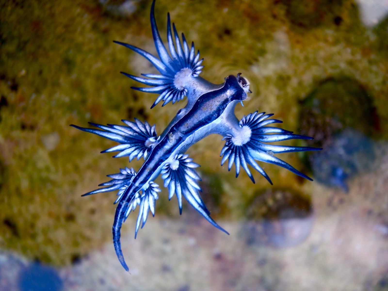 A blue dragon sea slug (Glaucus atlanticus) photographed from above, its silvery-blue body radiating blade-like cerata along both sides