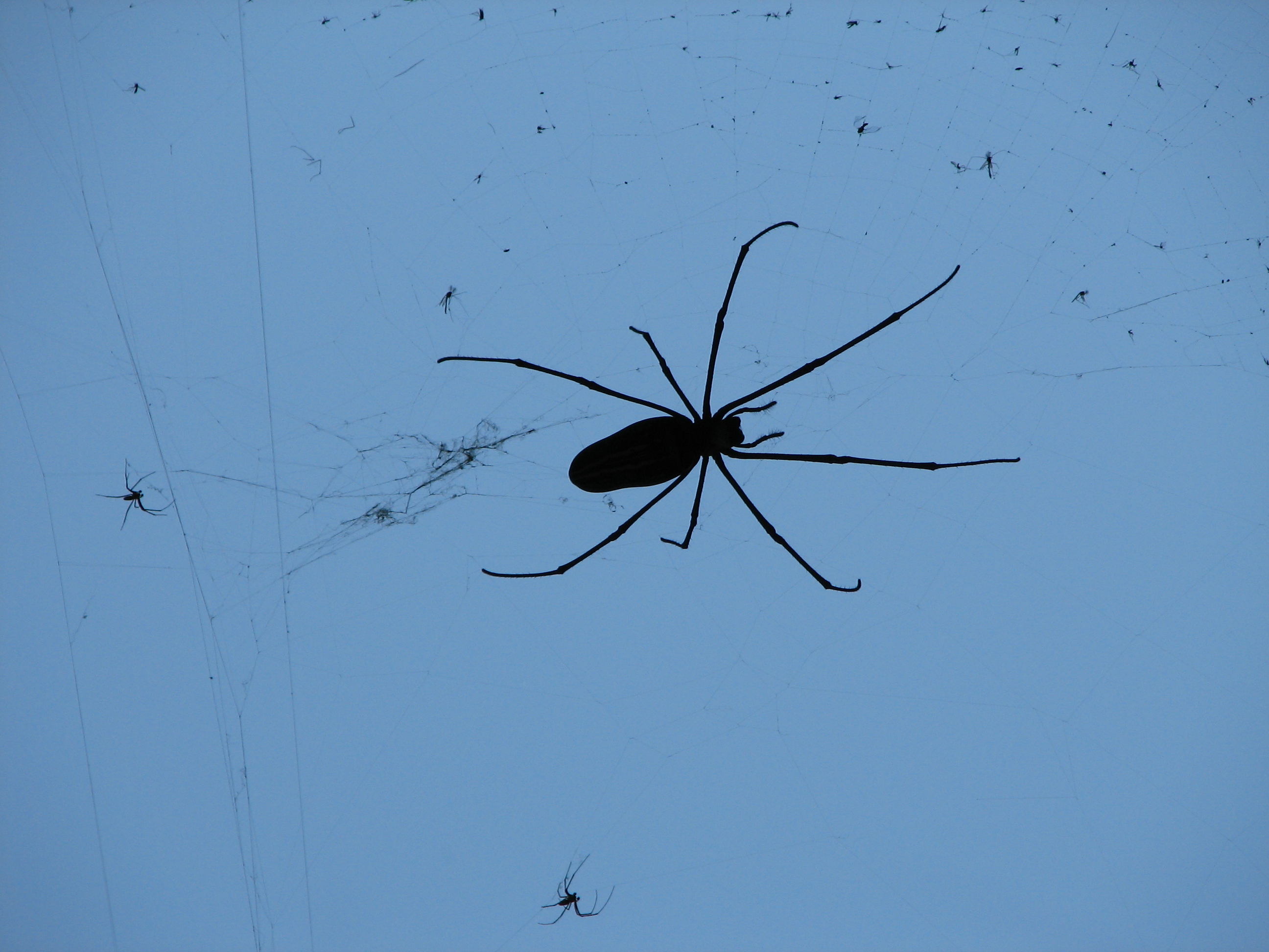 A male and female golden orb-weaver (Nephila pilipes) sharing the same web, the female many times larger than the small male positioned near her leg