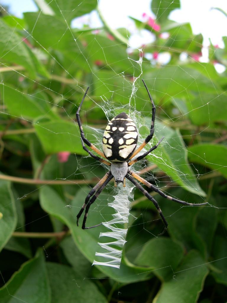 A female black-and-yellow garden spider (Argiope aurantia) resting at the center of her web, with the thick white zigzag stabilimentum band visible running through the web below her