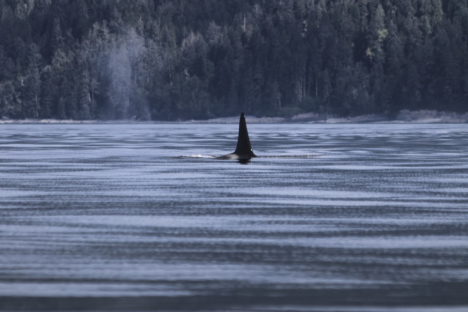 Close-up of a killer whale dorsal fin and the grey saddle patch behind it breaking the ocean surface, the exact features researchers use to identify individual orcas across sightings