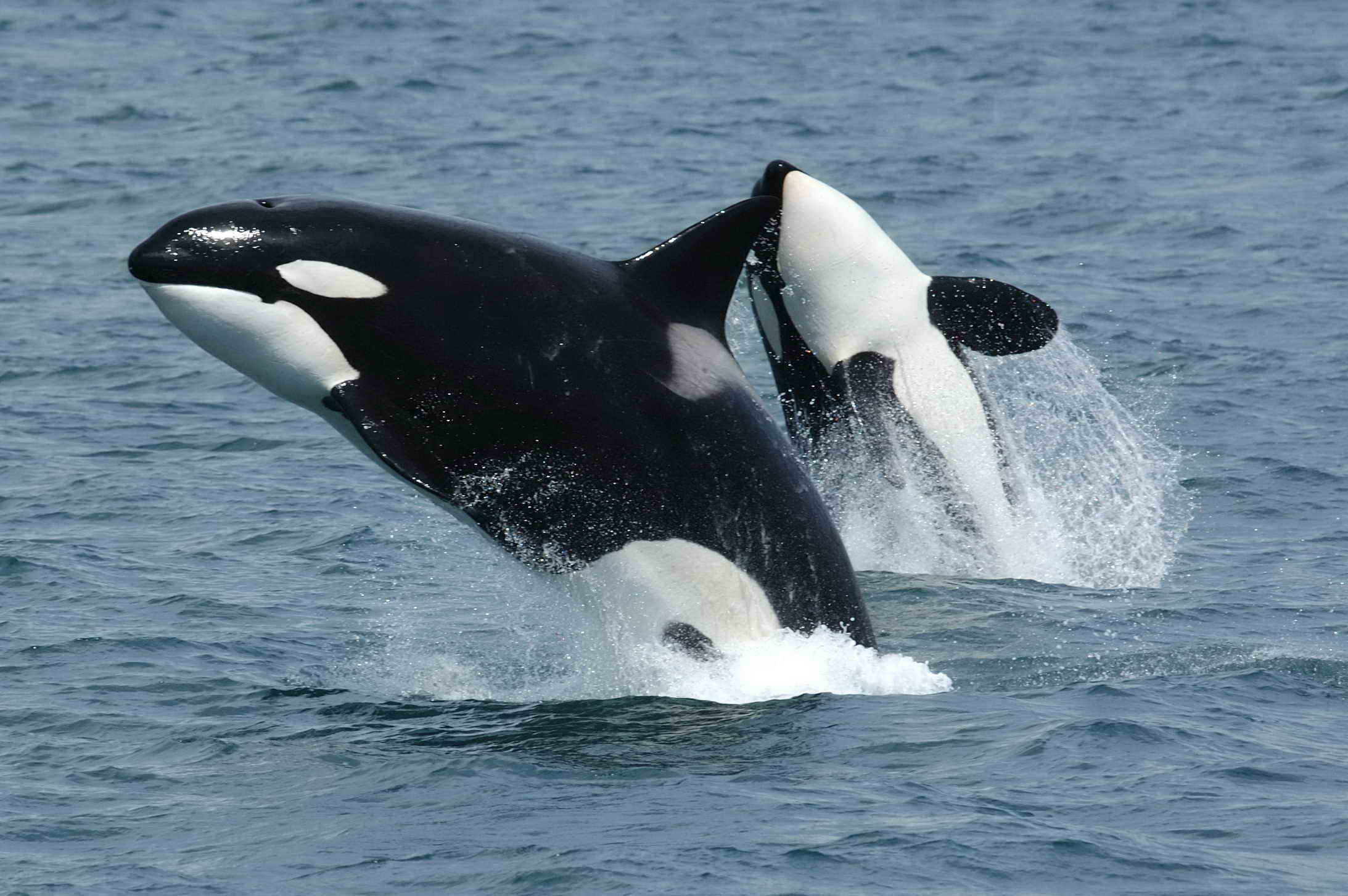 Two orcas leaping together out of the ocean off Unimak Island in the eastern Aleutian Islands, Alaska