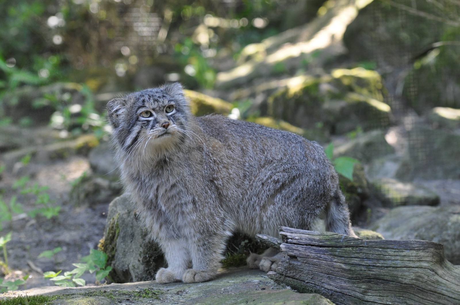 A Pallas's cat standing on a rock, its stocky body, low-set round ears, and dense mottled fur visible against a wooded background
