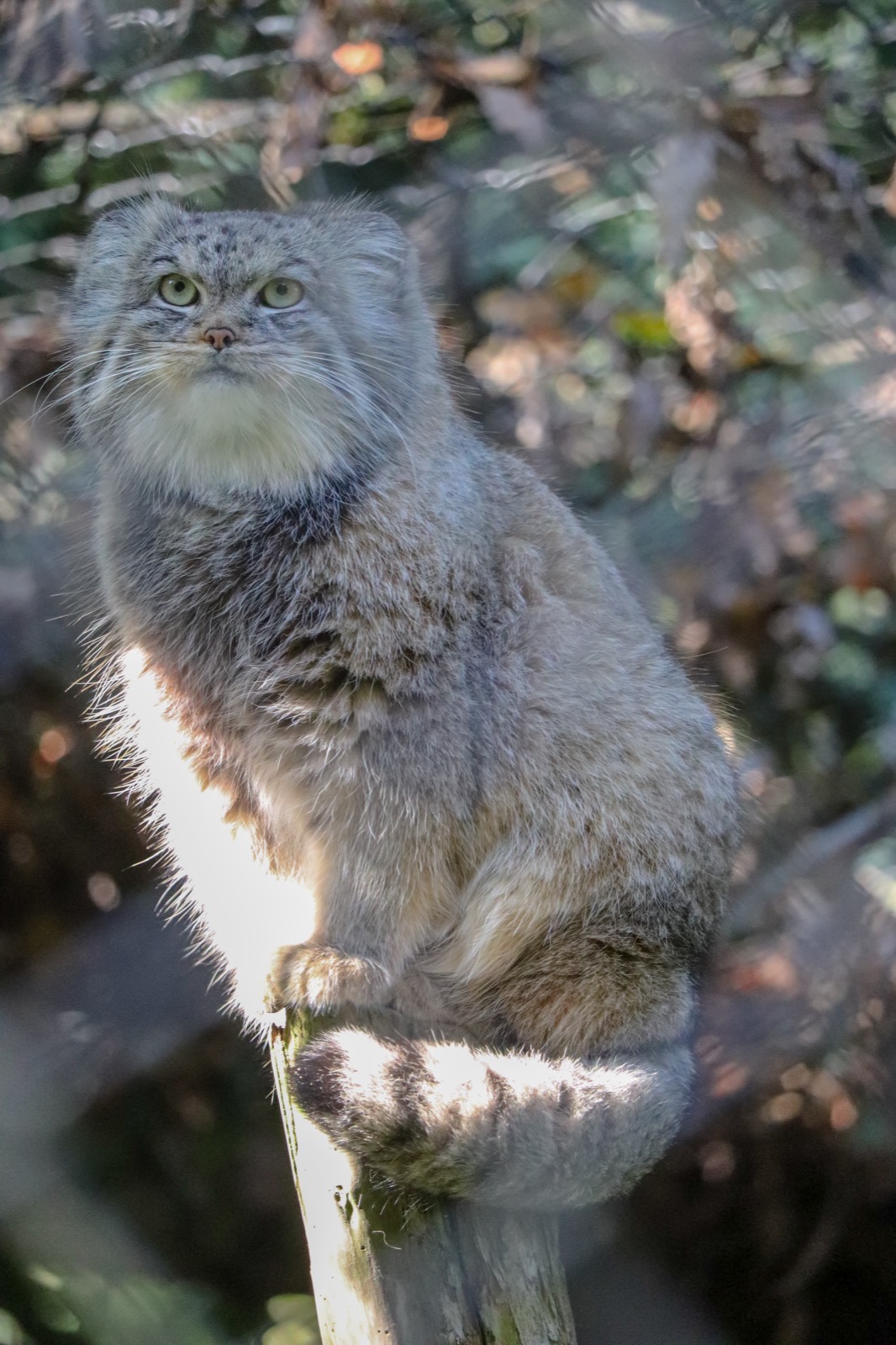 A Pallas's cat perched on a broken branch, its round pale-green pupils fully visible and its thick grey-brown fur fluffed out against the cold