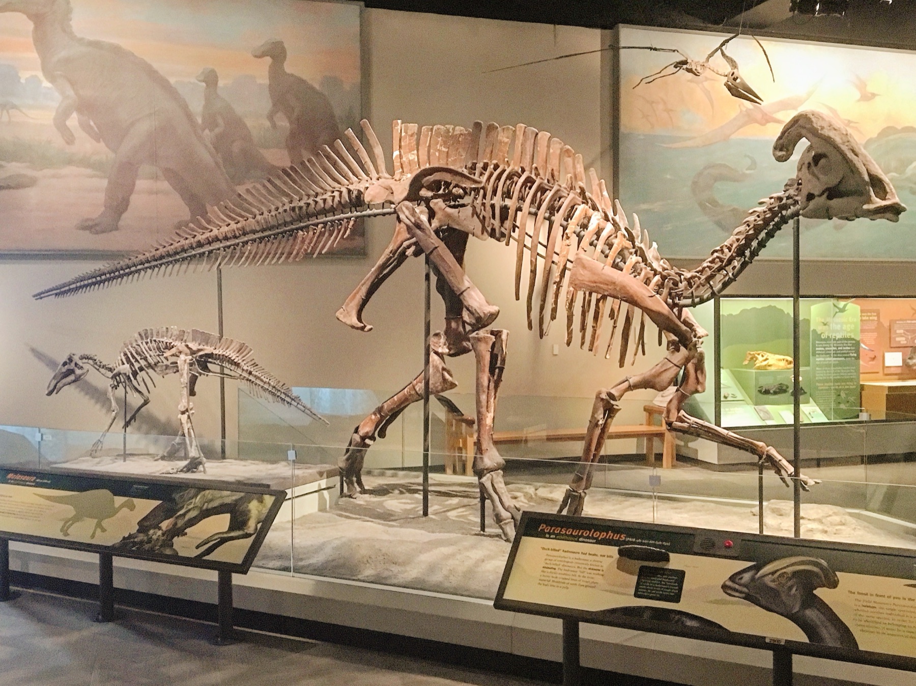 Mounted adult Parasaurolophus skeleton on display at the Field Museum, showing the long, backward-curving tube crest extending from the skull over the neck