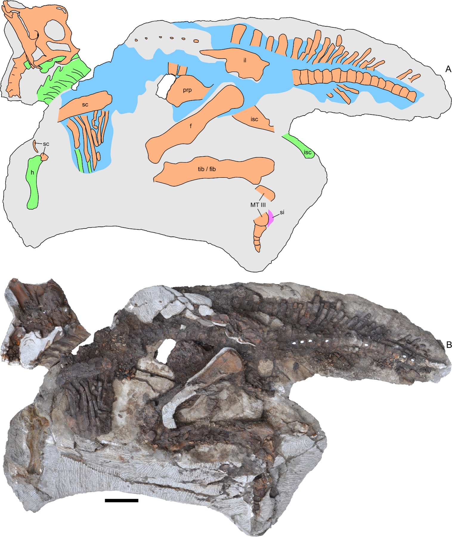 Diagram and photograph of Joe, the juvenile Parasaurolophus fossil, showing the disarticulated skeleton as preserved in rock alongside a labeled illustration of the identified bones