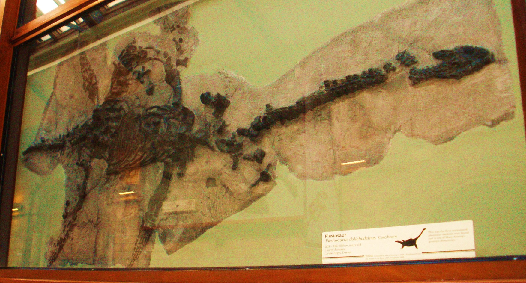 A mounted Plesiosaurus dolichodeirus fossil skeleton with its distinctively long neck and four paddle-shaped limbs, on display at the Natural History Museum, London