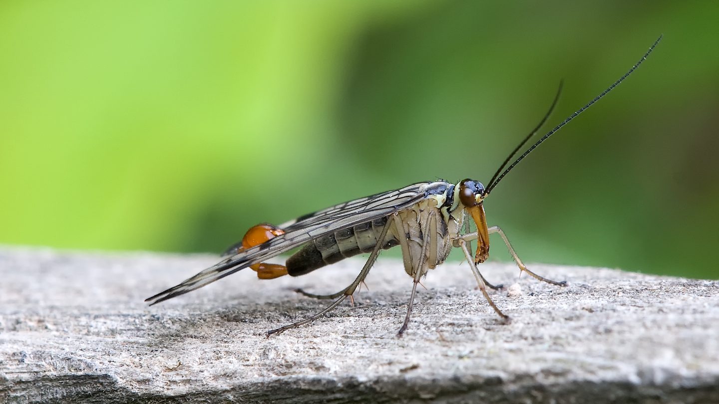 A male Panorpa communis scorpionfly standing on bark, with spotted wings, a long snout and its reddish abdominal tip curled upward