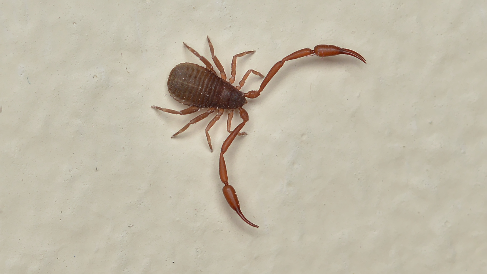 A close-up of a house pseudoscorpion (Chelifer cancroides), its flat pear-shaped body and large scorpion-like pincers visible against a light background