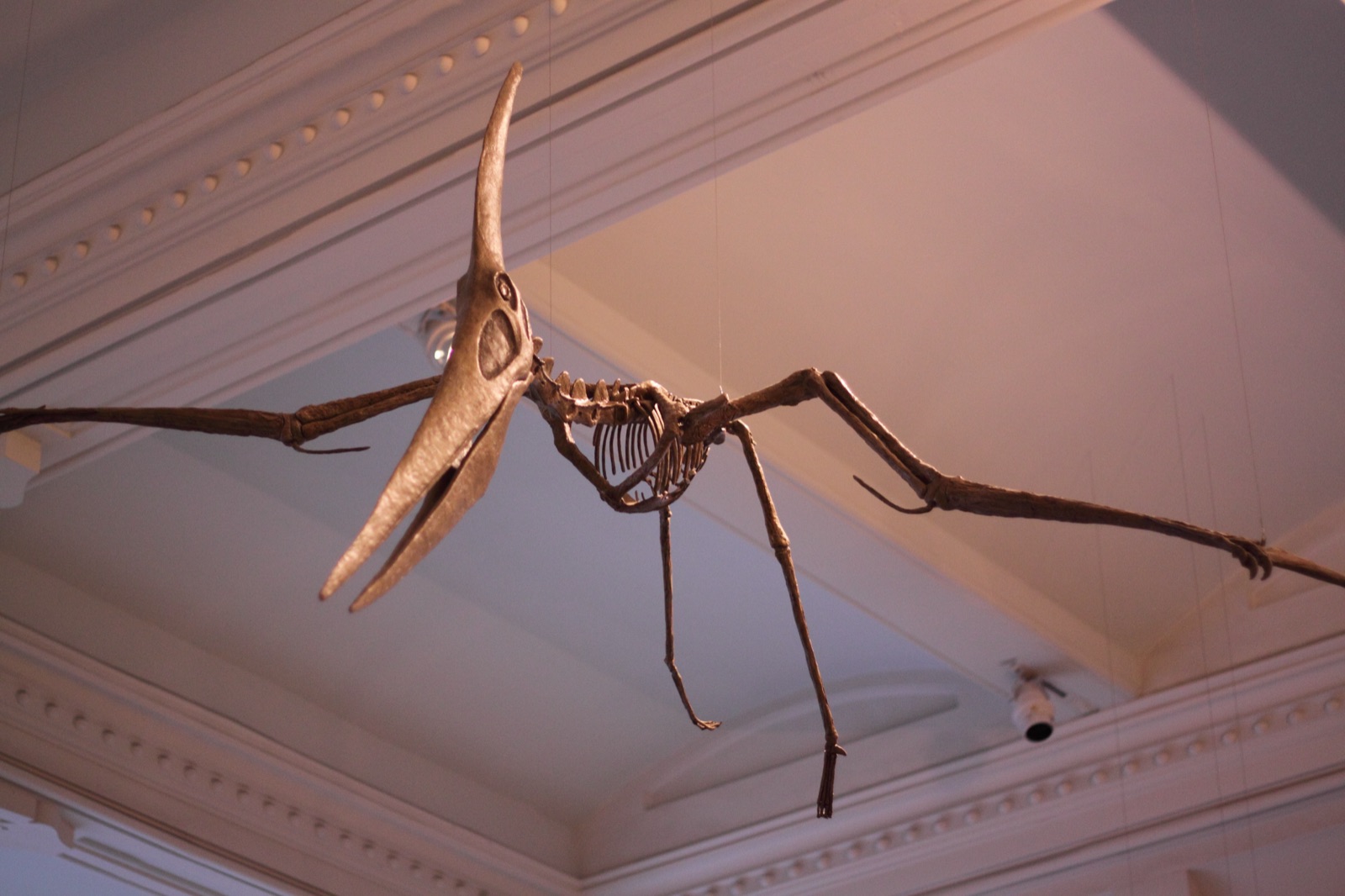 A Pteranodon skeletal mount suspended overhead, showing its long toothless beak, backward-swept head crest, and narrow outstretched wings