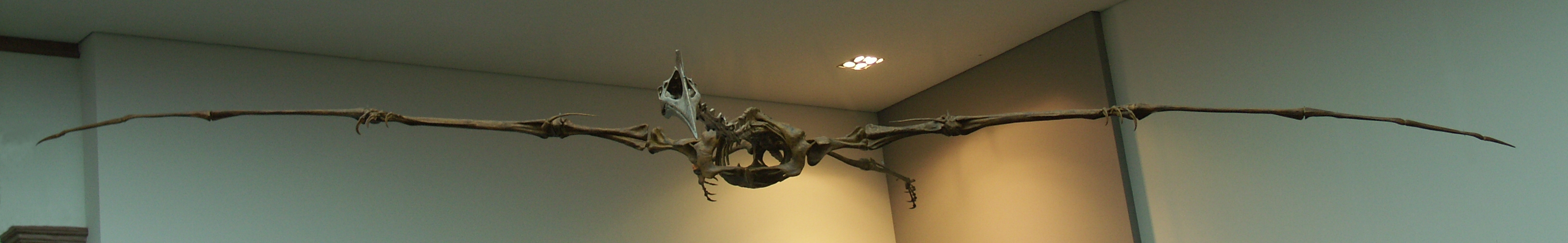 Pterodactyl vs. Pterosaur: The Real Difference