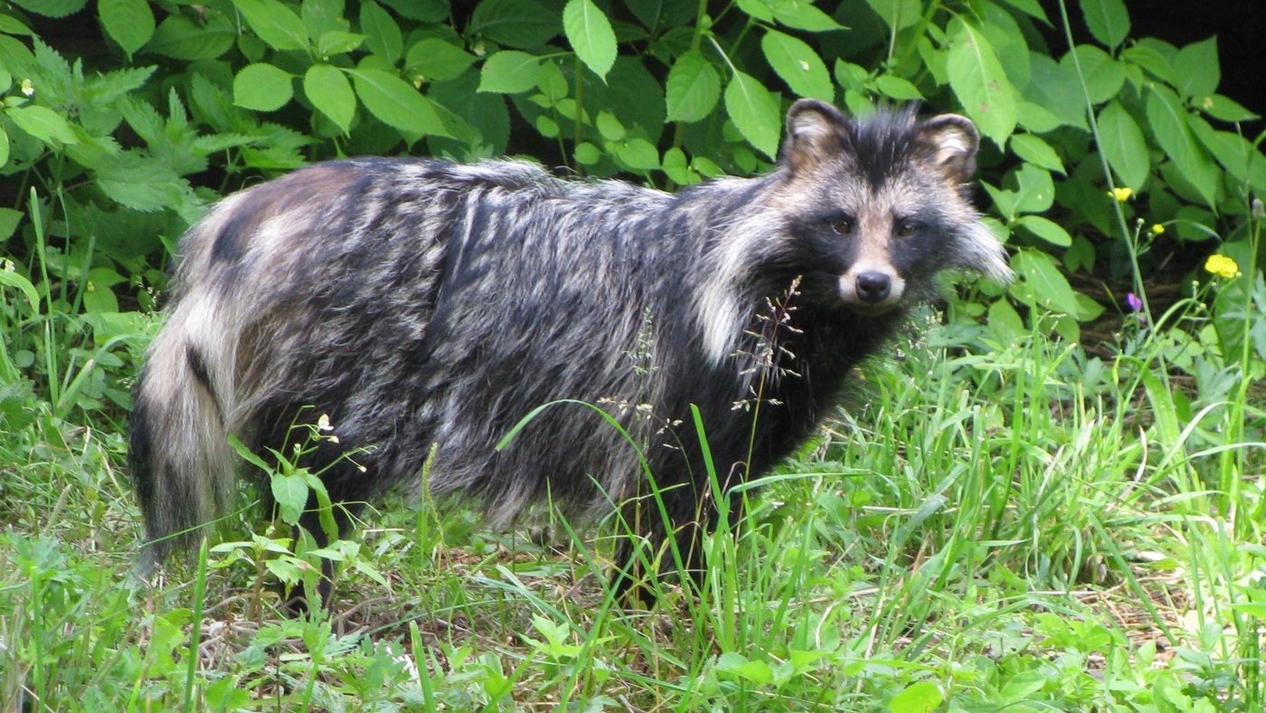 A common raccoon dog standing in tall grass with a dark facial mask, pale cheek ruffs and a short, dark-tipped tail