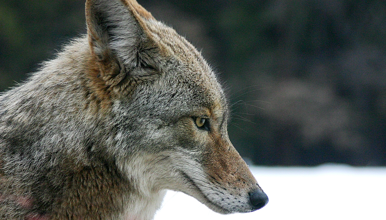 Close-up profile of a coyote's head, showing its narrow, pointed snout and erect ears