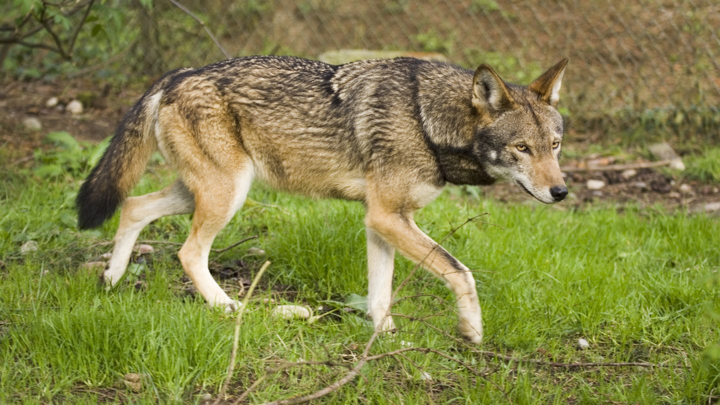 A red wolf walking through grass in profile, showing its tan and black coat, broad muzzle, and long legs