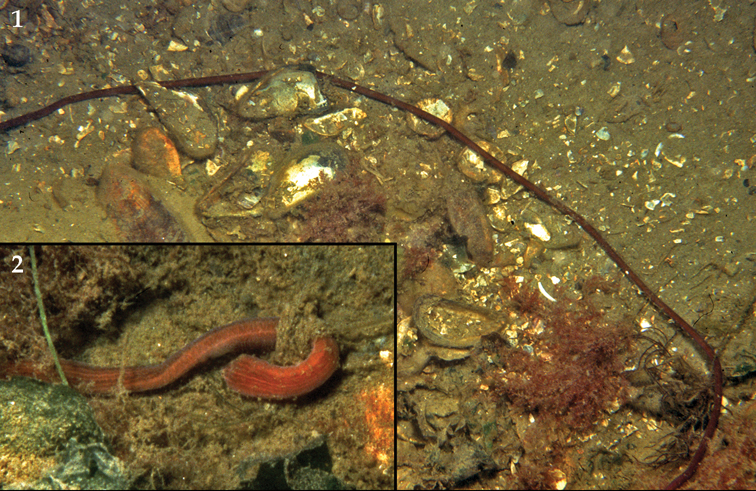 A dark, thread-like bootlace worm (Lineus longissimus) coiled among rocks in shallow water near Grevelingen, the Netherlands