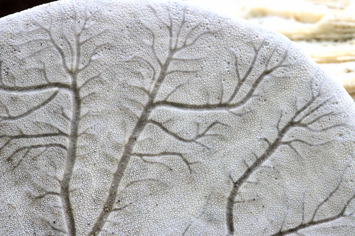 The underside of a bleached sand dollar test, showing the five-part mouth opening where Aristotle's lantern sits and the radiating ambulacral grooves