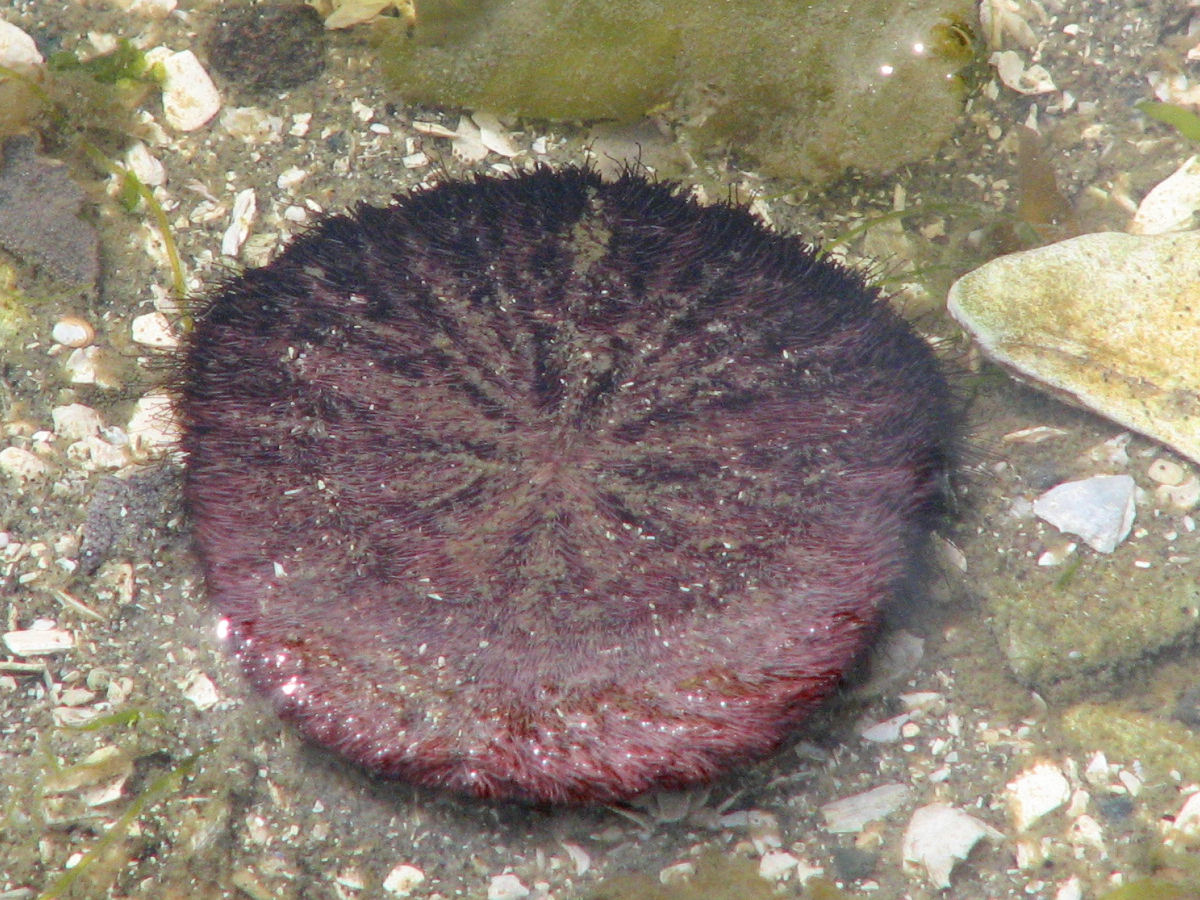 A live sand dollar with its purple-brown velvety spines visible, photographed in shallow water at Ganges Harbour, Salt Spring Island, British Columbia