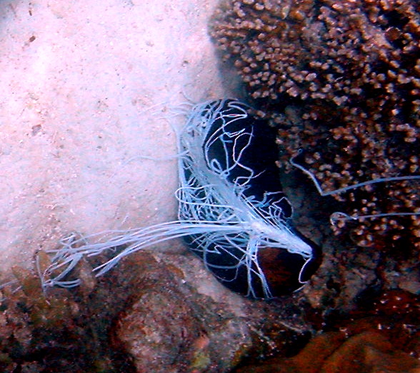 A sea cucumber photographed in the Seychelles ejecting thin, sticky Cuvierian tubules from its cloaca in a defensive response