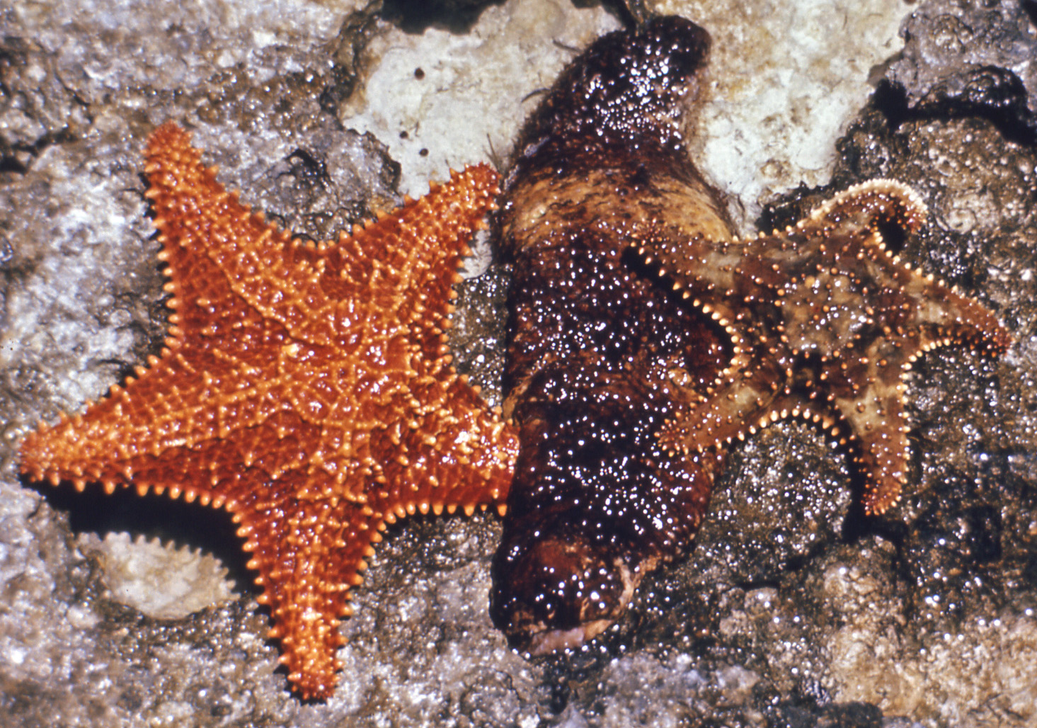 A donkey dung sea cucumber (Holothuria mexicana) on a rocky intertidal shore in the Bahamas, flanked by two reticulated starfish
