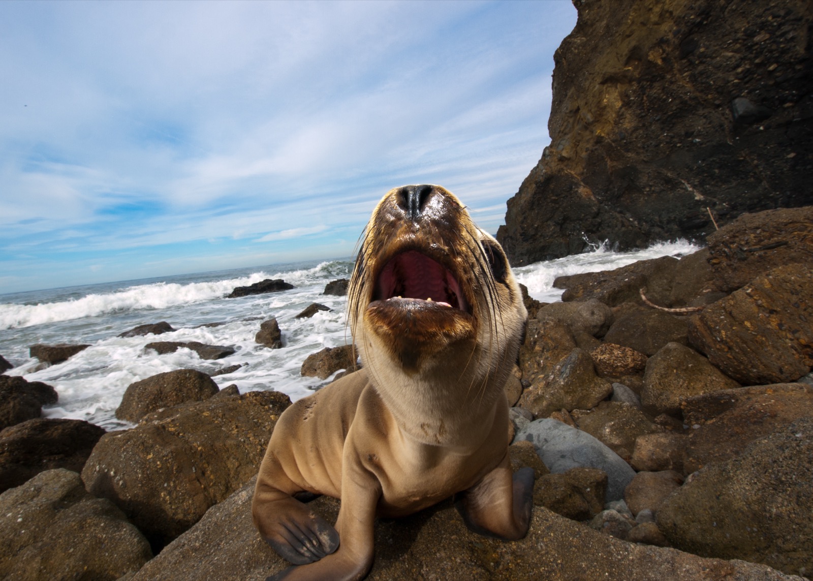 A California sea lion pup with its mouth wide open, barking at the photographer