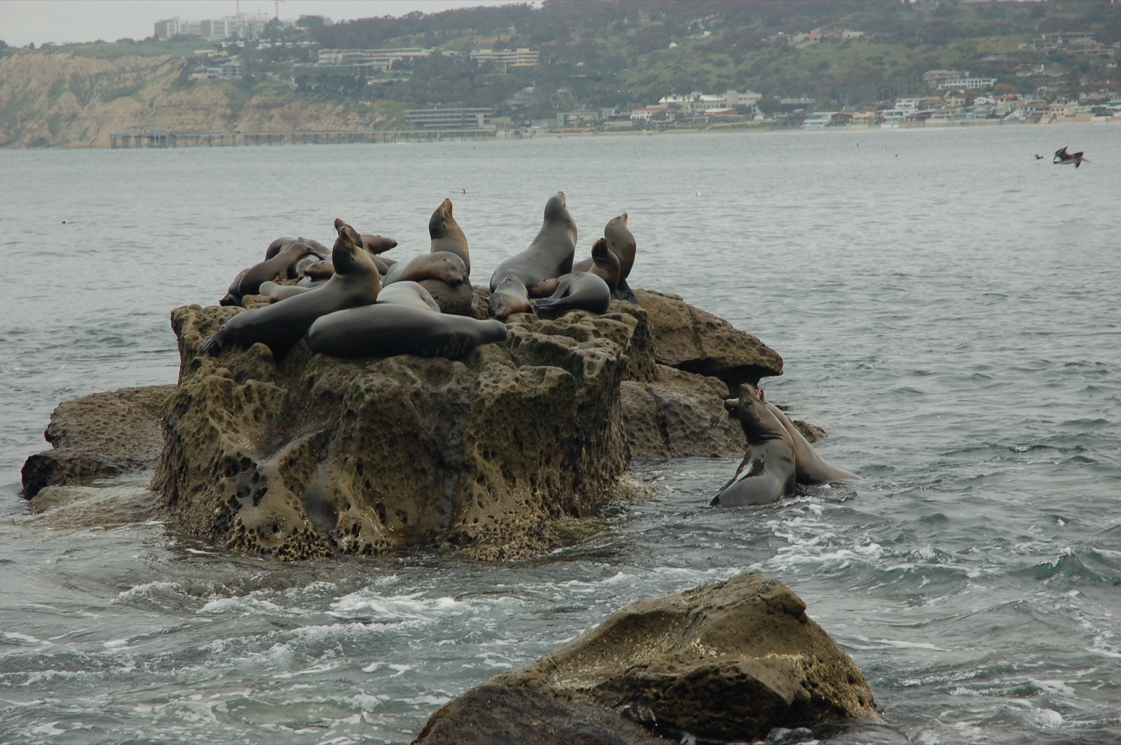 A colony of California sea lions resting together on the rocks of La Jolla Cove, California