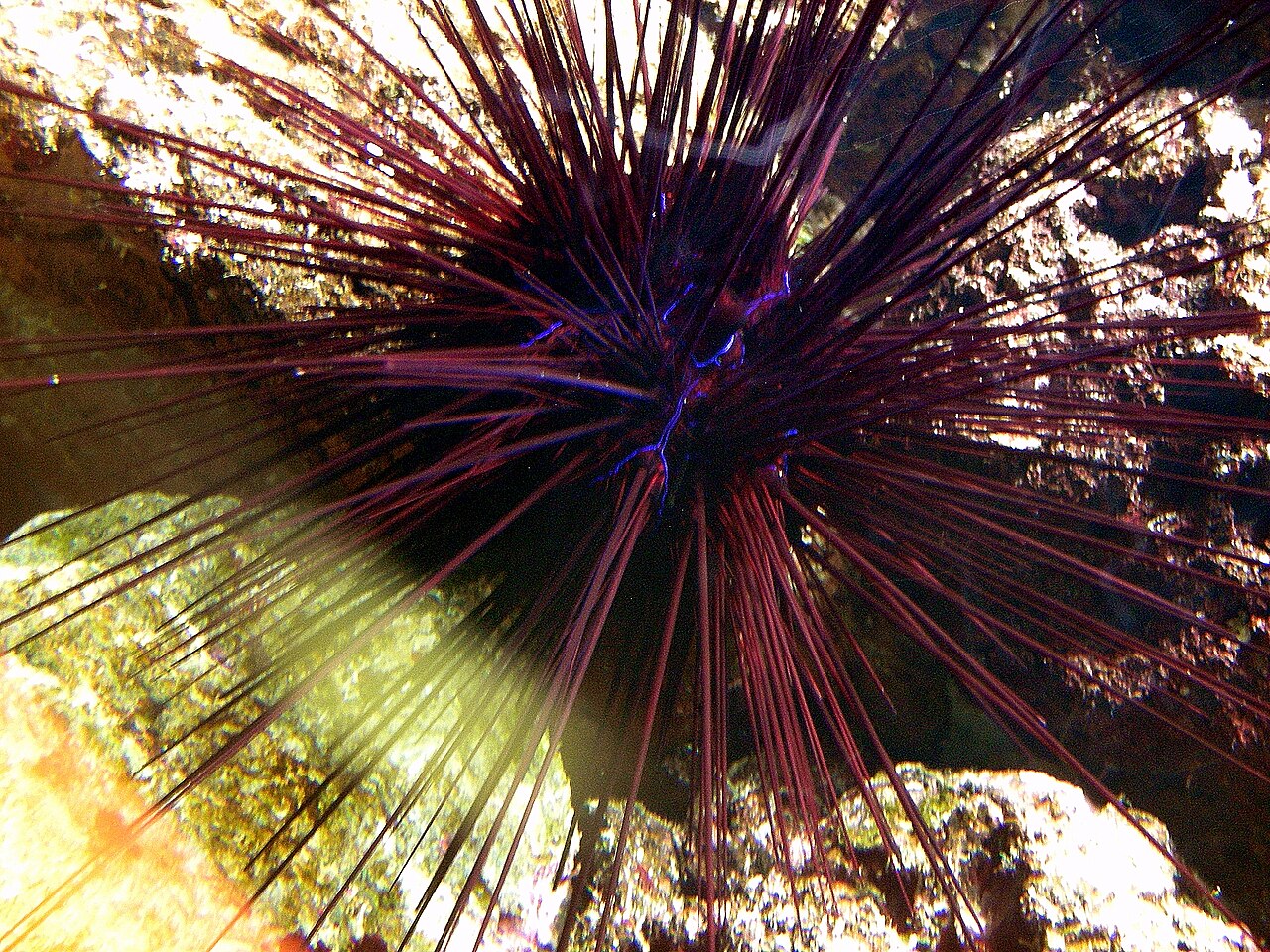 A long-spined sea urchin (Diadema antillarum) with its needle-thin black spines extended, photographed on a reef