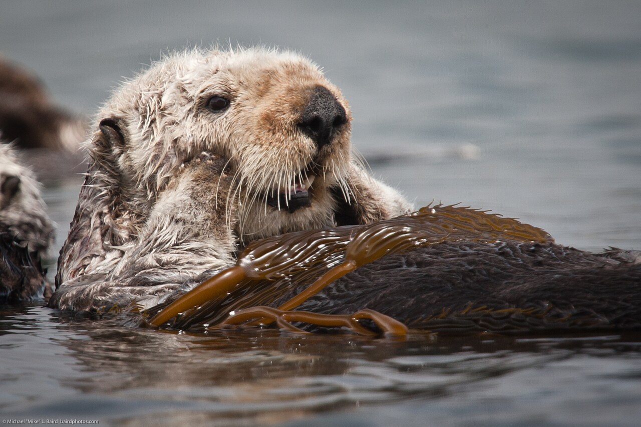 A California sea otter resting in a kelp forest off the coast of Morro Bay, California, wrapped in strands of kelp