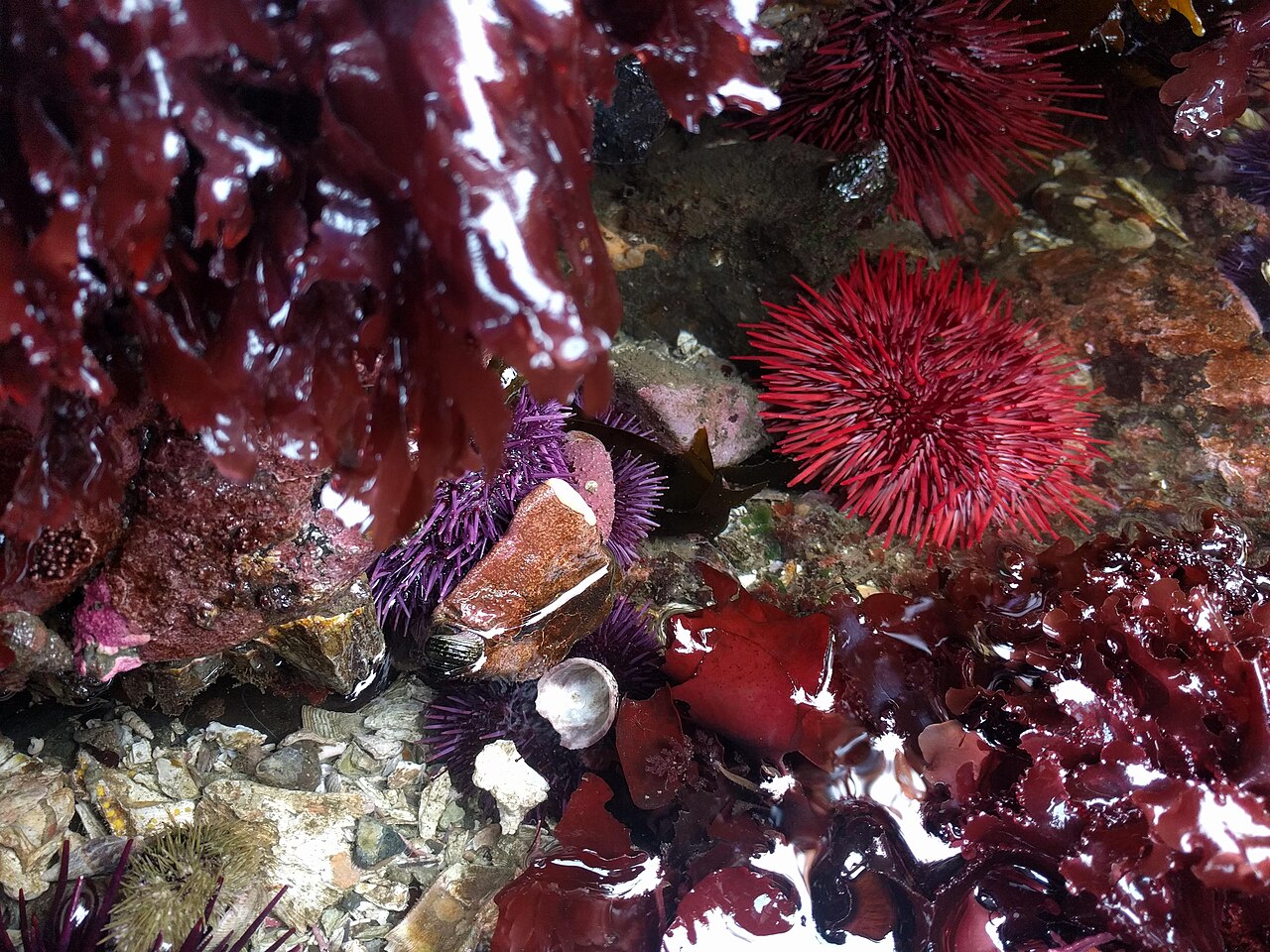 A red sea urchin (Mesocentrotus franciscanus) with its long spines fully extended, photographed on the seafloor near Seattle, Washington