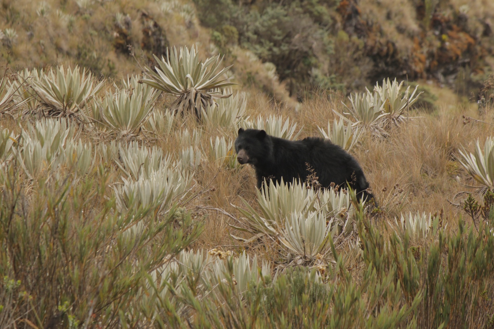 A wild spectacled bear (Tremarctos ornatus) in the Andes, the only living member of the bear subfamily that also included the giant short-faced bear and its closest living relative