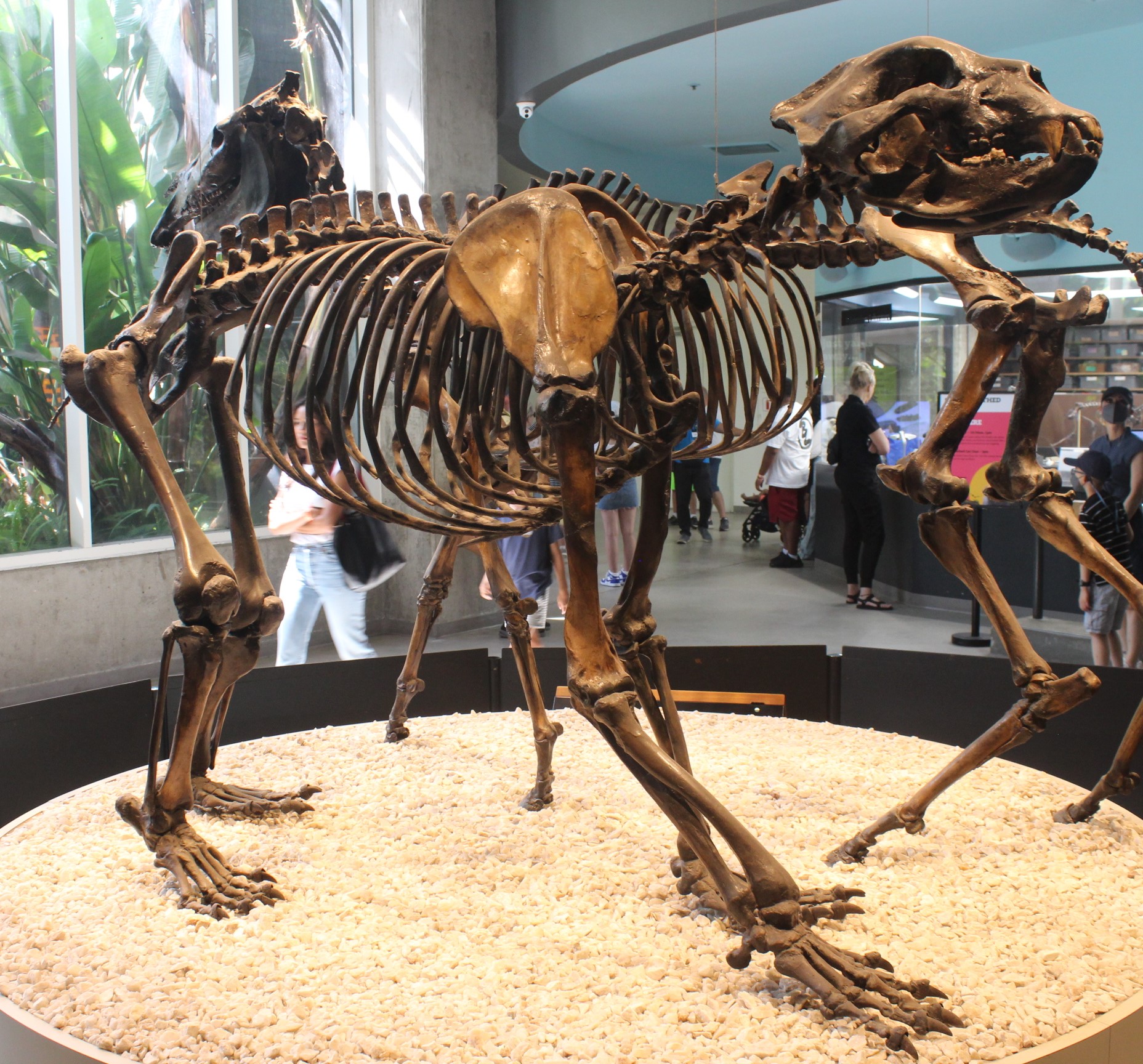 Mounted skeleton of Arctodus simus, the giant short-faced bear, on display at the George C. Page Museum at the La Brea Tar Pits in Los Angeles, showing its long legs and large skull