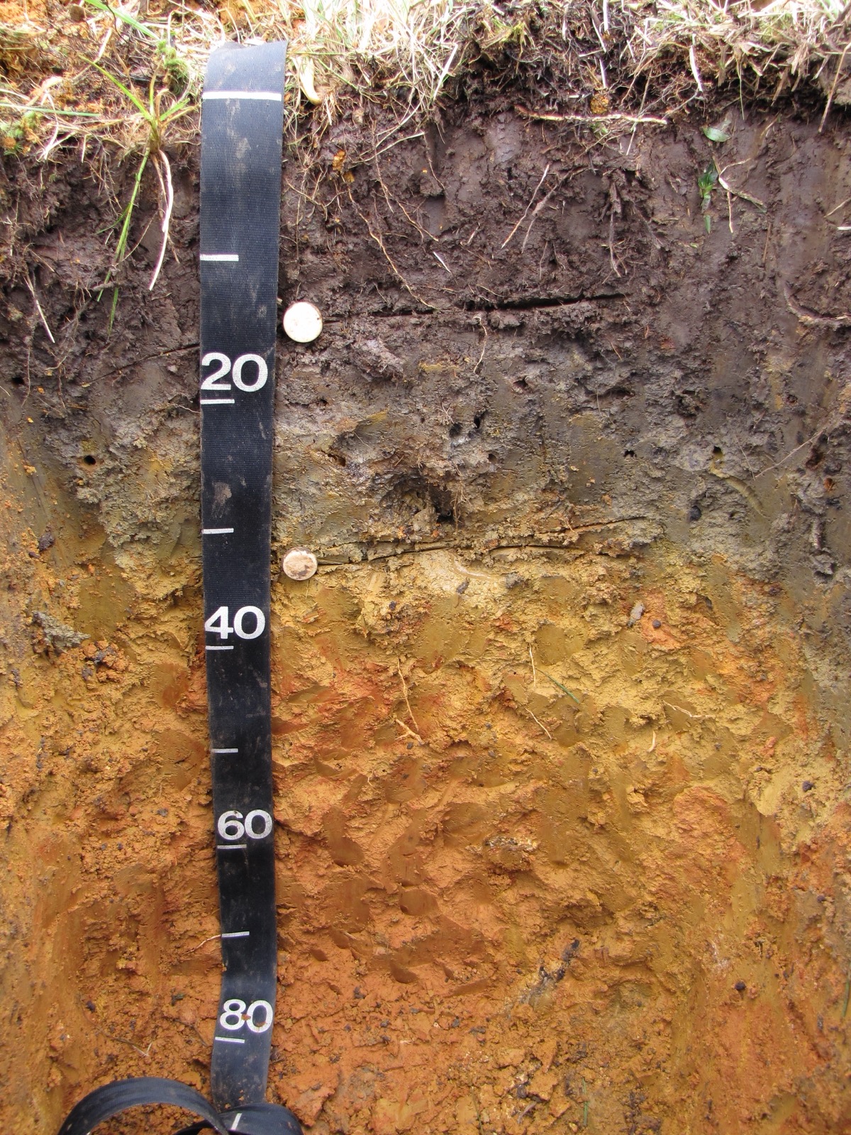 A soil pit profile showing dark, organic-rich topsoil grading into a reddish-orange subsoil layer, with a depth scale marked in centimeters, El Yunque National Forest, Puerto Rico