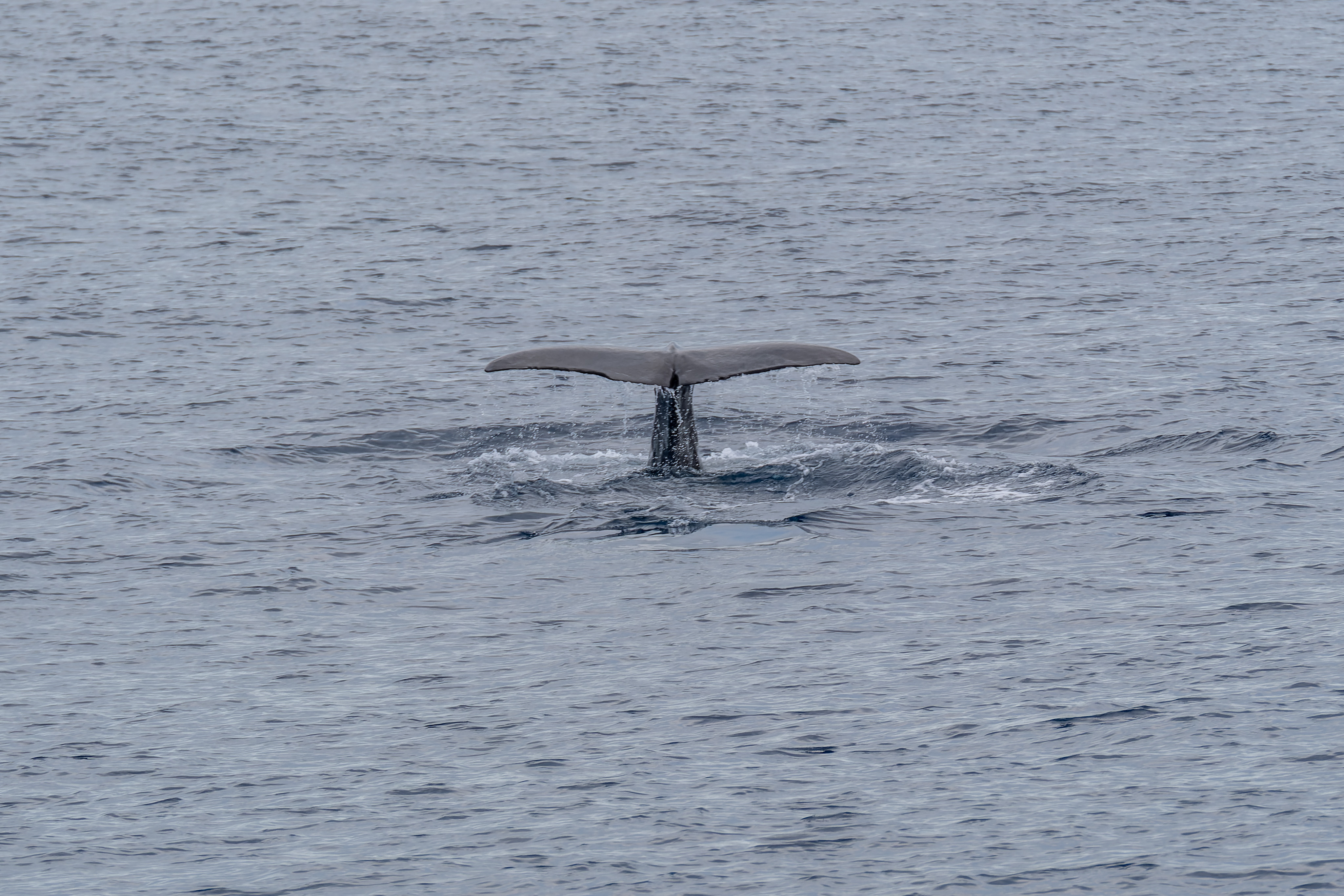 A sperm whale diving with its tail fluke raised above the water off São Miguel Island in the Azores