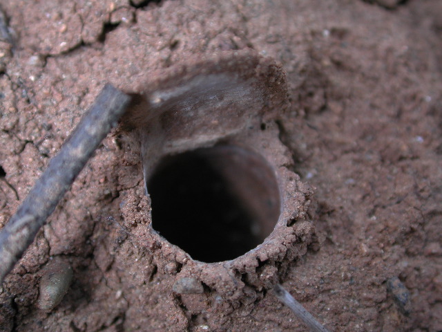 An open trapdoor spider burrow (Aliatypus californicus) showing the hinged, soil-camouflaged lid lifted away from the silk-lined tunnel entrance