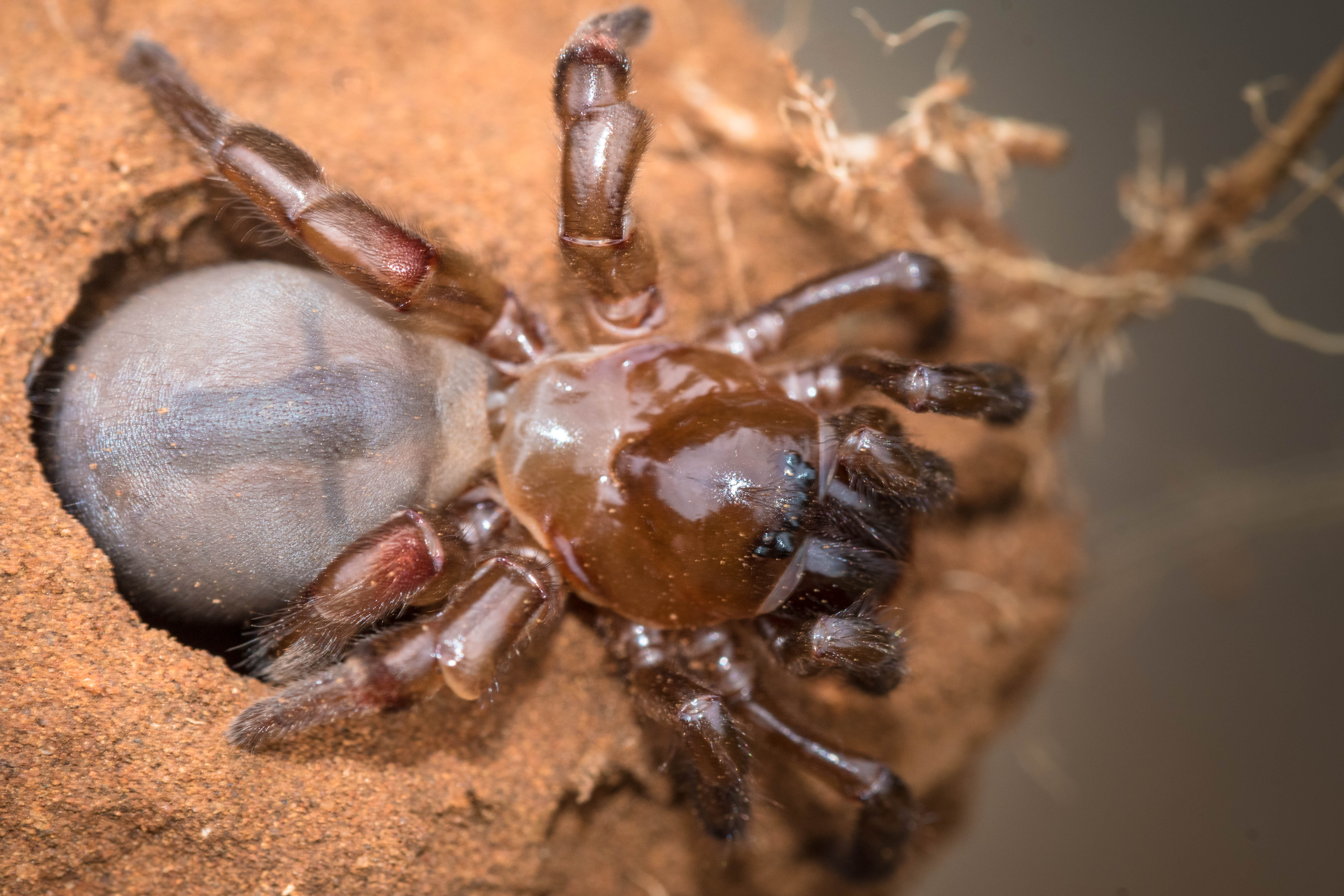 An African cork-lid trapdoor spider (Stasimopus sp.) gripping the underside of its open silk-hinged burrow door from inside the tunnel