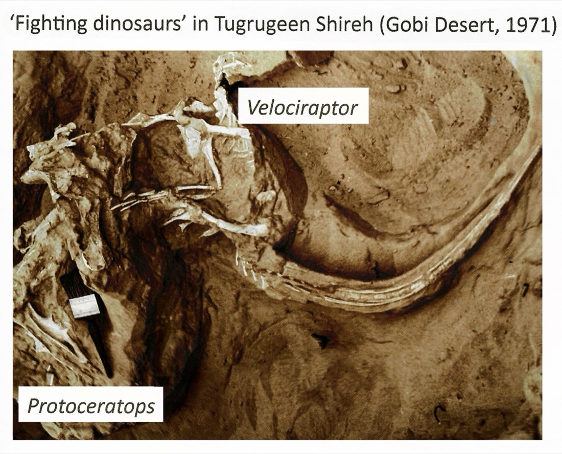 Field photograph of the Fighting Dinosaurs specimen still in the ground at Tugrugeen Shireh, Gobi Desert, 1971, with the Velociraptor and the Protoceratops labelled and a brush laid across the block for scale