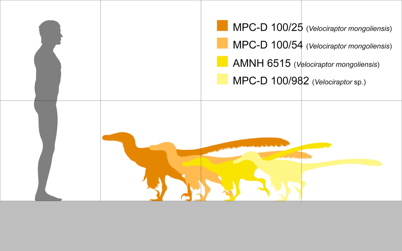 Scale diagram comparing four Velociraptor specimens — MPC-D 100/25, MPC-D 100/54, the holotype AMNH 6515 and MPC-D 100/982 — against a 1.8-metre human silhouette; the largest stands roughly knee-high