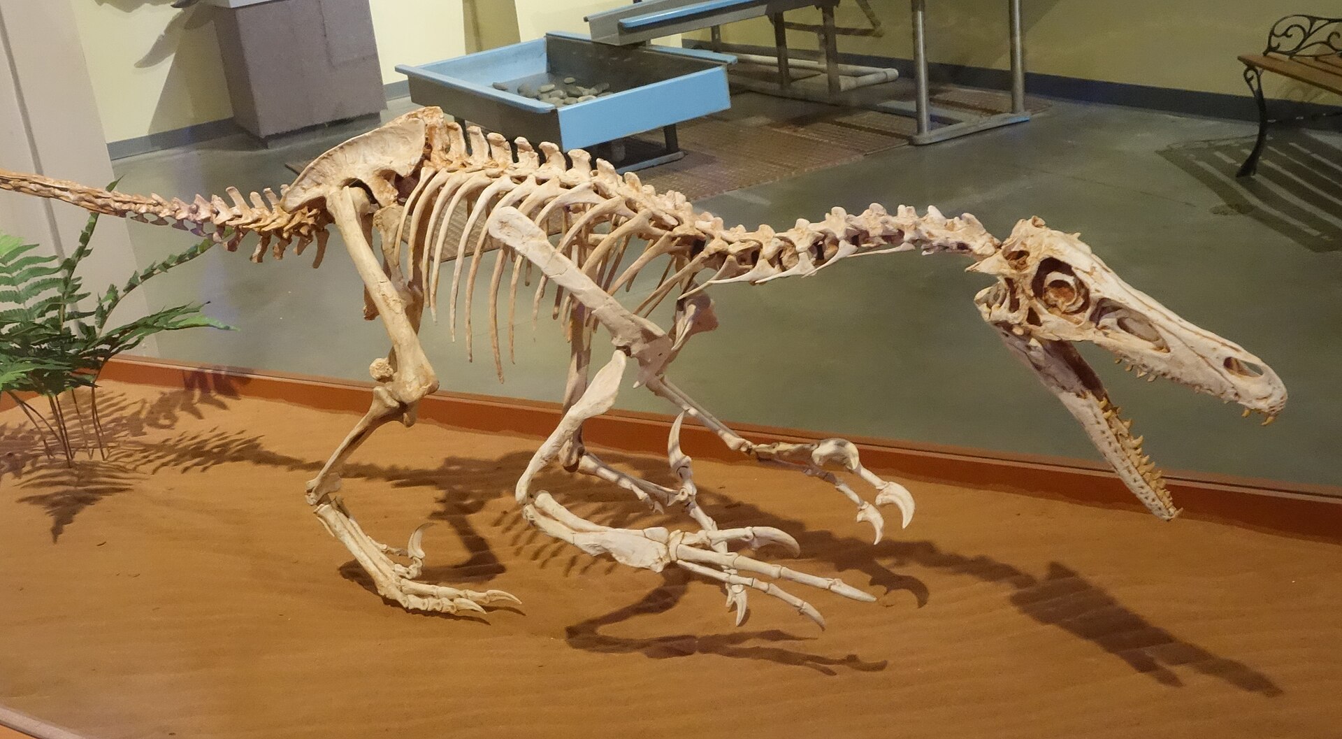 Mounted Velociraptor mongoliensis skeletal cast in profile, showing its elongated skull, long stiffened tail and the enlarged sickle-shaped claw on its raised second toe, on display at the Museum of Western Colorado's Dinosaur Journey Museum in Fruita