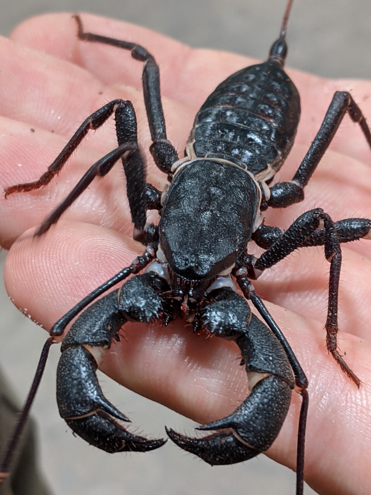 A giant vinegaroon (Mastigoproctus giganteus) seen close up from above, its dark armored body, thick pedipalps, and thin whip-like tail visible against a light background