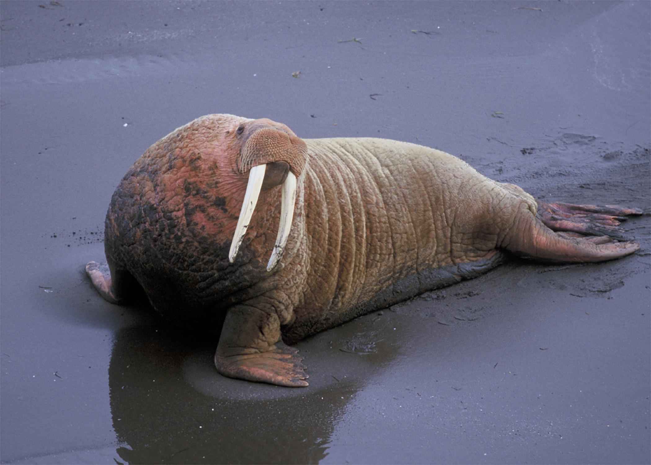 Close-up of a male walrus showing its two long ivory tusks, thick whiskers, and folded skin