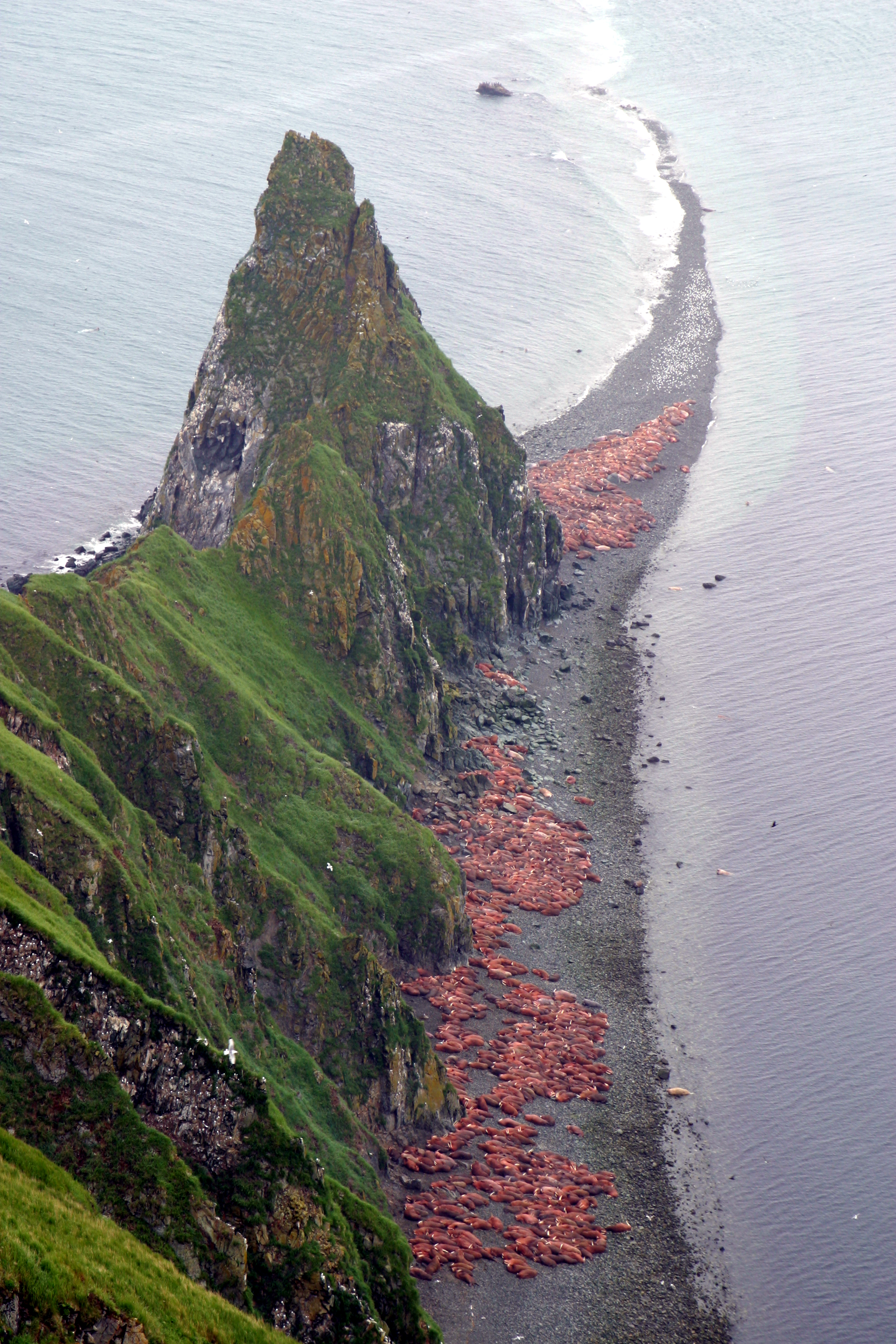 A Pacific walrus hauled out on a gravel beach on Round Island, Alaska, one of the species' long-established summer haul-out sites