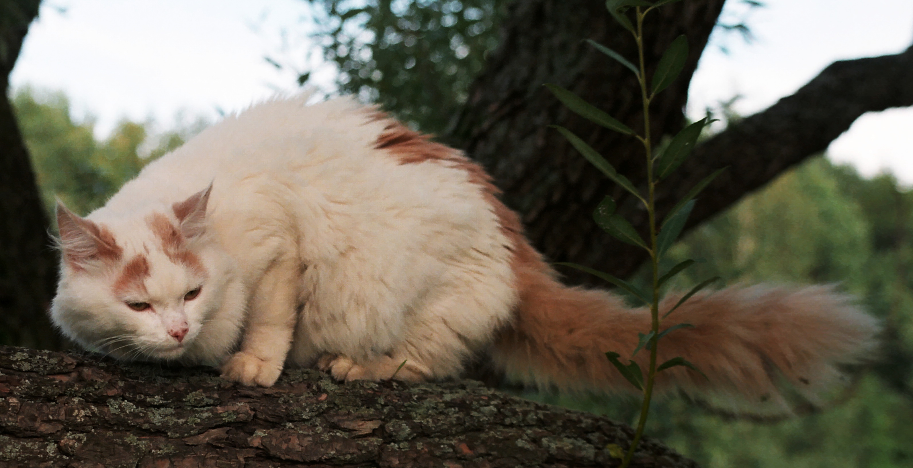 A Turkish Van, a longhaired cat breed known for its affinity for water, perched with its coat visible