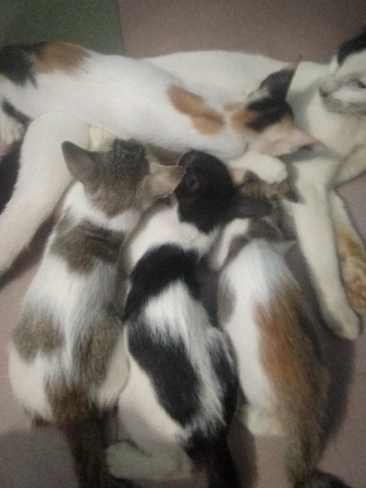 A mother cat lying on her side nursing four kittens, each pressed against her body while feeding