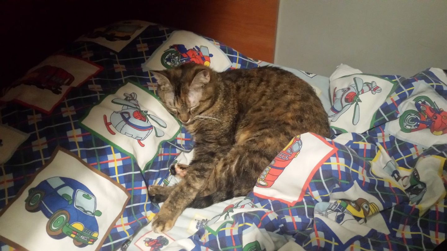 A tabby-and-tortoiseshell cat asleep on a printed duvet against the pillows