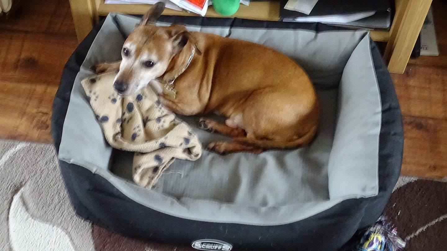 A tan Jackshund curled up in a grey-and-black dog bed with a paw-print blanket under its chin