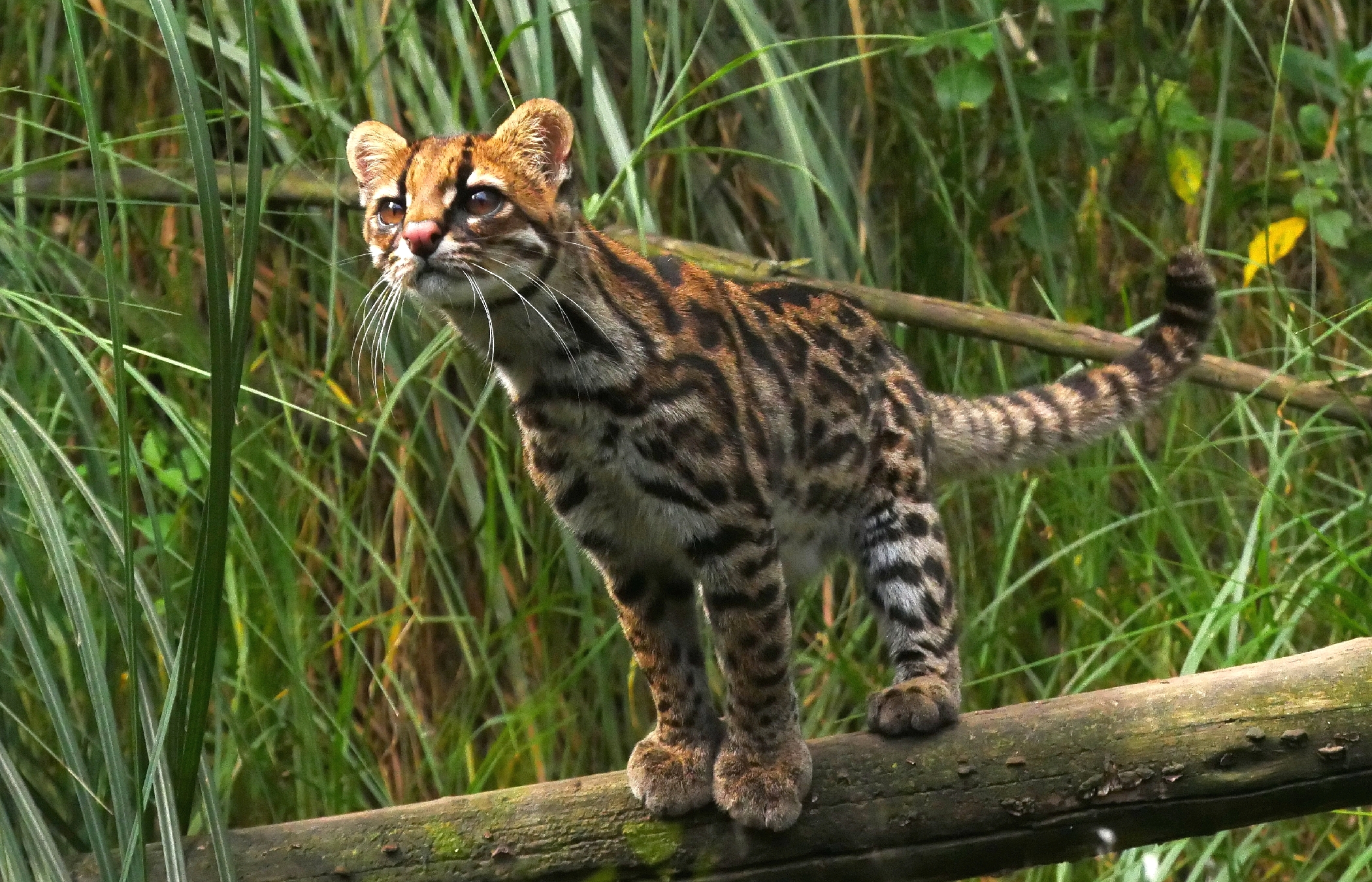 A clouded tiger cat (Leopardus pardinoides) standing amid dense cloud-forest vegetation, showing its small size and dark-ringed spotted coat