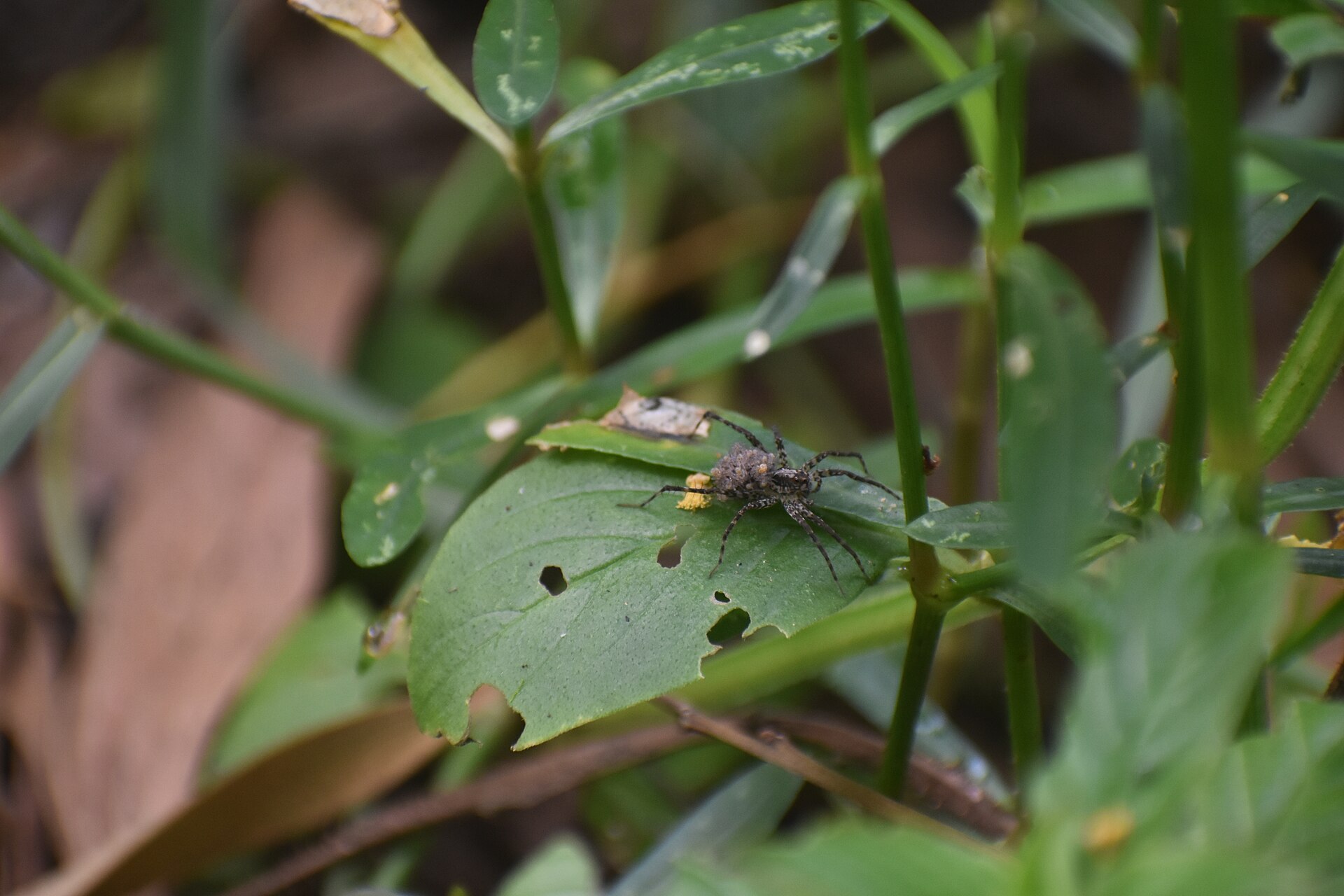 A wolf spider with a cluster of pale spiderlings packed across her abdomen, standing on a chewed green leaf surrounded by grass and foliage