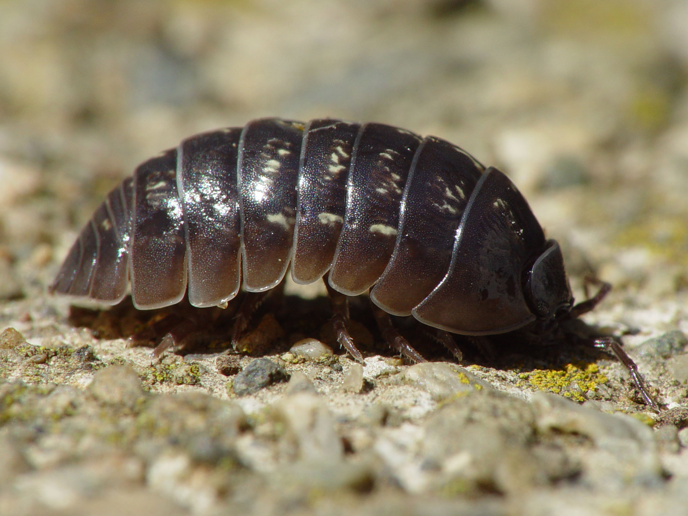 A close-up of a common pill woodlouse (Armadillidium vulgare), its segmented gray-brown armored body visible against bare soil